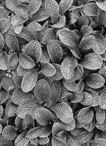 DeLapp_080730_MG_9767_15.75x21.75s.jpg