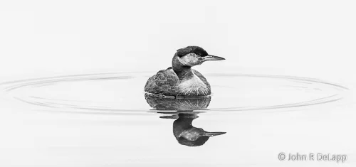 Red-necked Grebe