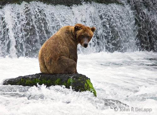 Coastal brown bear