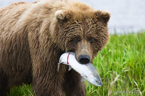 Coastal Brown Bear