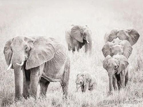 African Elephants