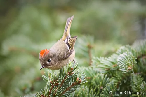 Ruby-crowned Kinglet, Anchorage.