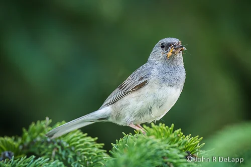 Dark-eyed Junco, female