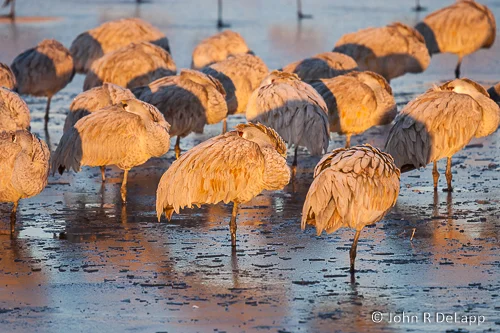 Sandhill Cranes
