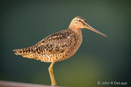 Wilson's Snipe