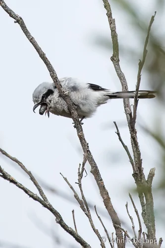 Nothern Shrike