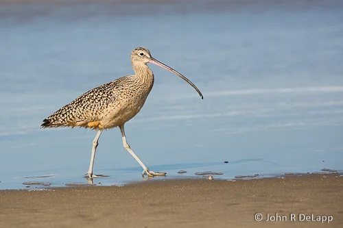 Long-billed Curlew, California.