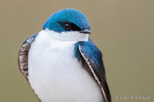 Tree Swallow, male, Anchorage.