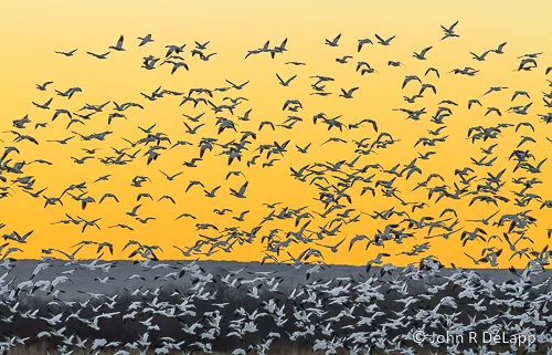 Snow Geese
