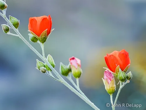 DeLapp_050322_6263-Edit.jpg