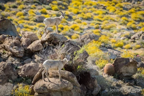 Peninsular Big Horn Sheep