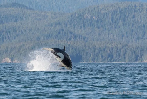 Transient orca (killer whale)