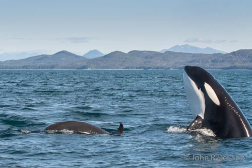 A female Orca whale “spy-hopping” while swimming with her calf in Lynn Canal in Southeast Alaska.