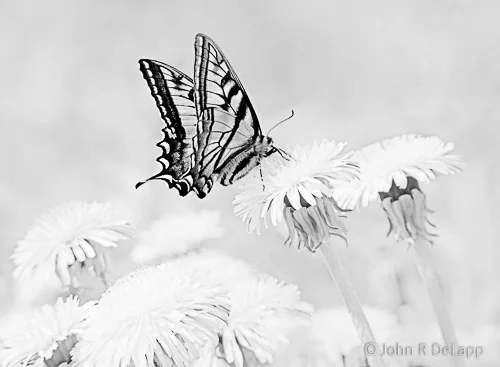 Swallowtail Butterfly (Canadian Tiger)