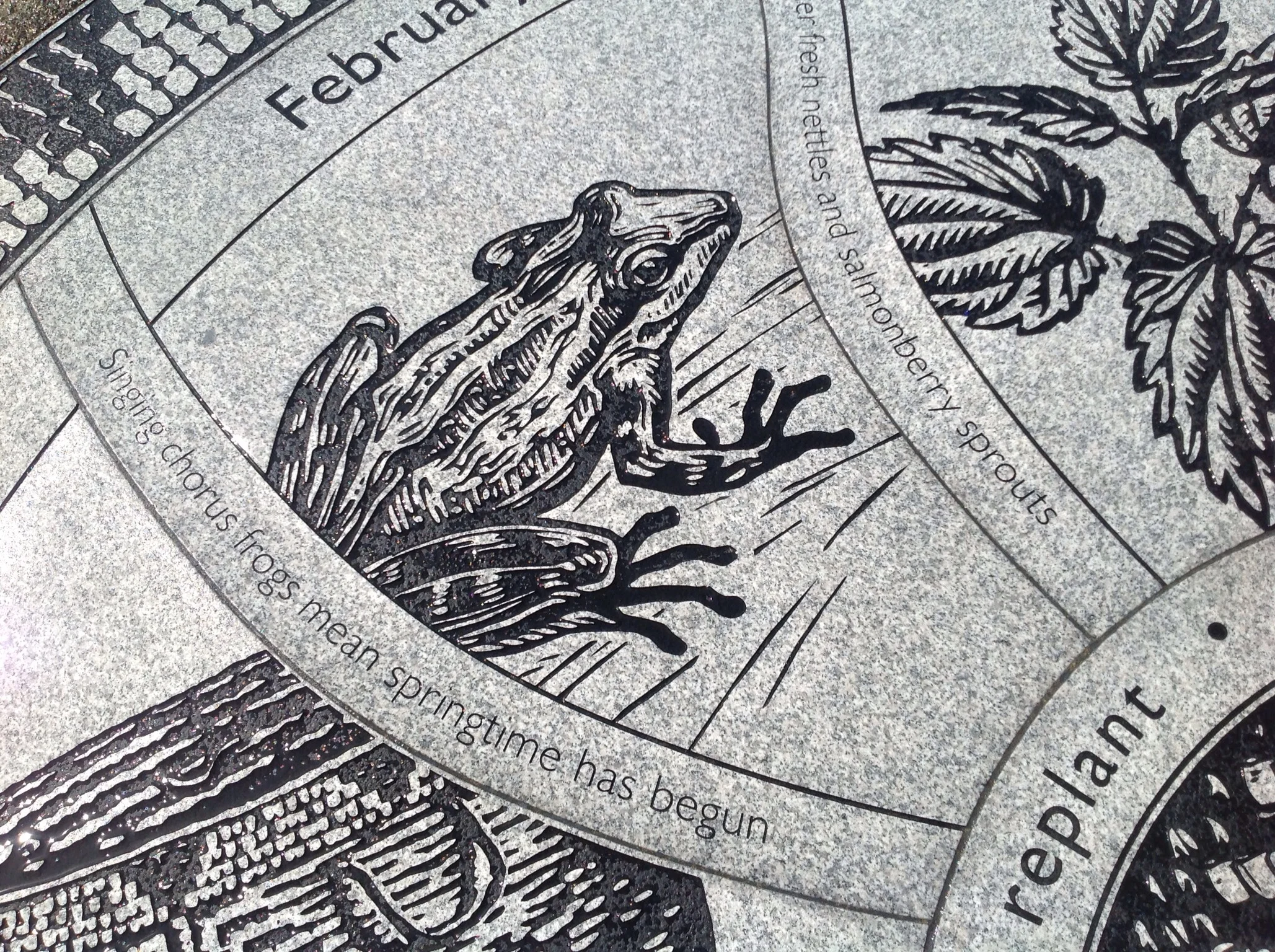 SeasRnds frog.jpg
