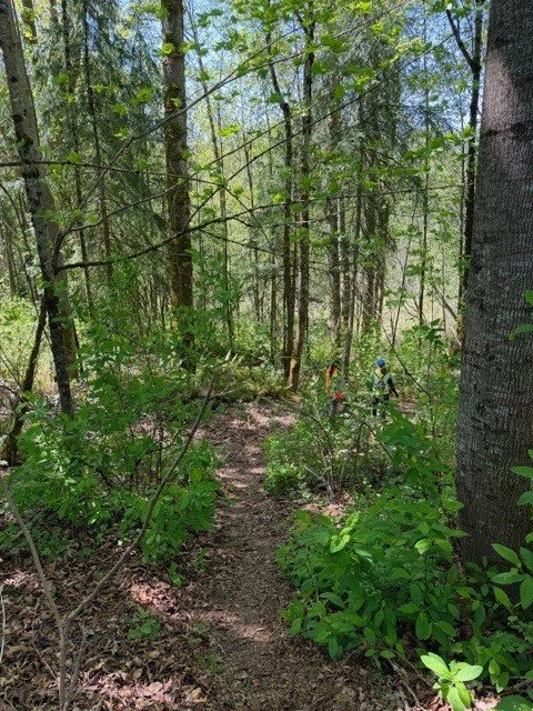 forest.jpg