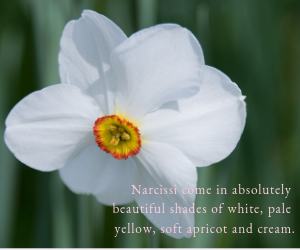 Webb-and-Farrer-Spring-Colour-Palette-Inspiration (3).png