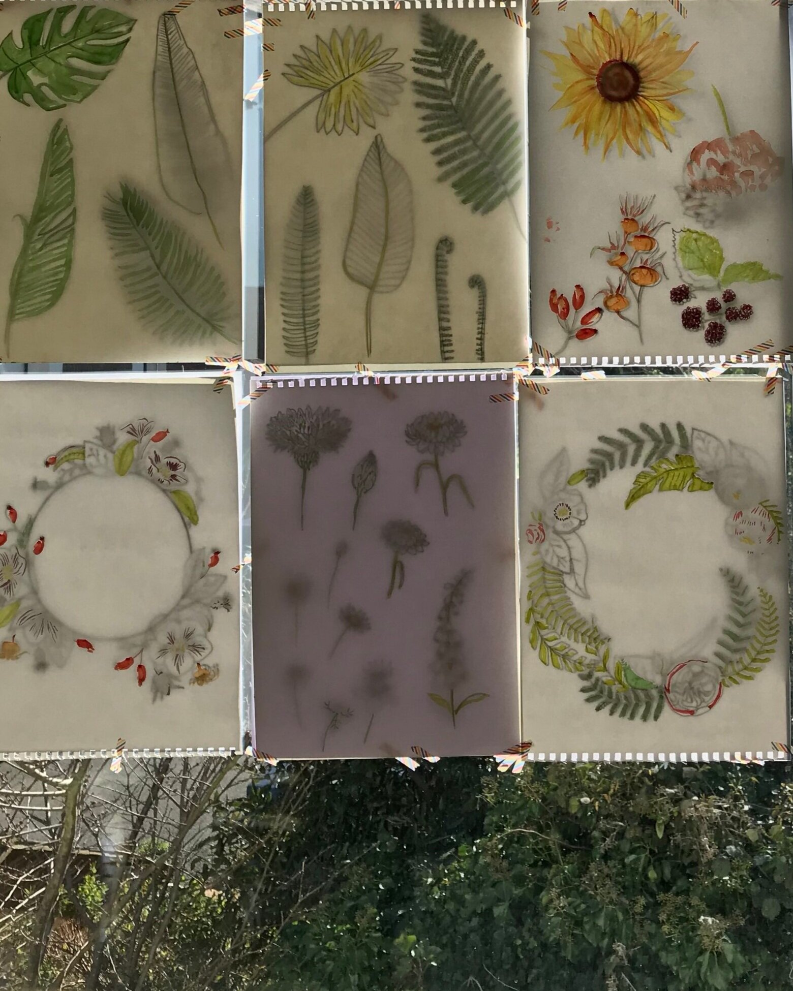 Paper-Collection-Webb-and-Farrer-botanical-illustration.jpg