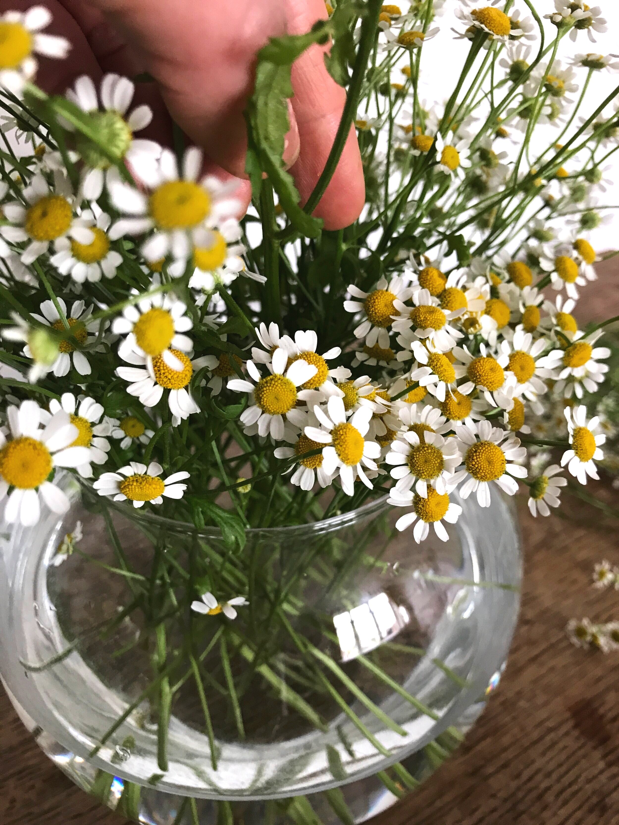 3 Steps to Create a Cloud of Daisy Flowers in a Vase — Webb and Farrer ...