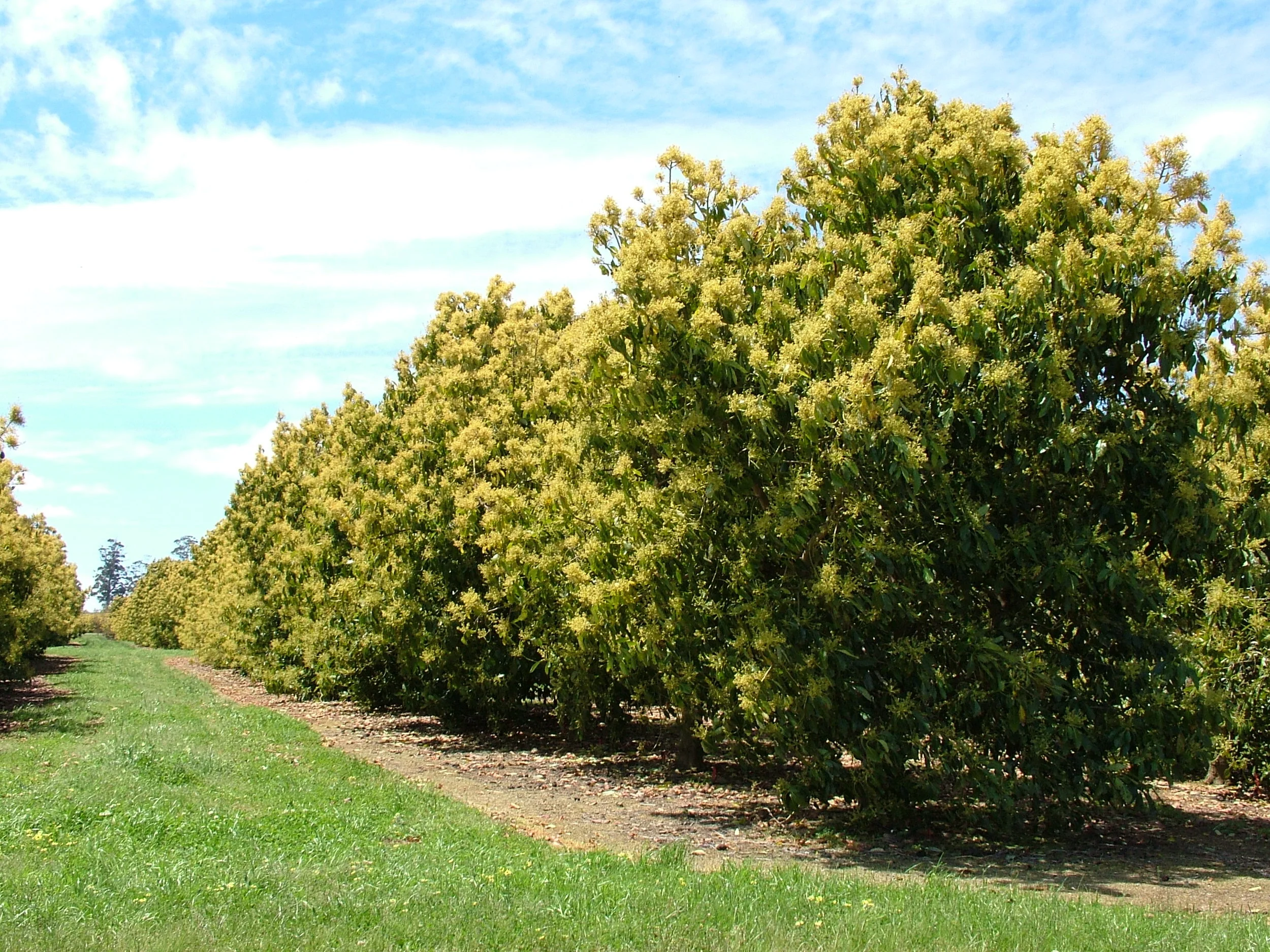 Avocado - mature trees in flower.JPG