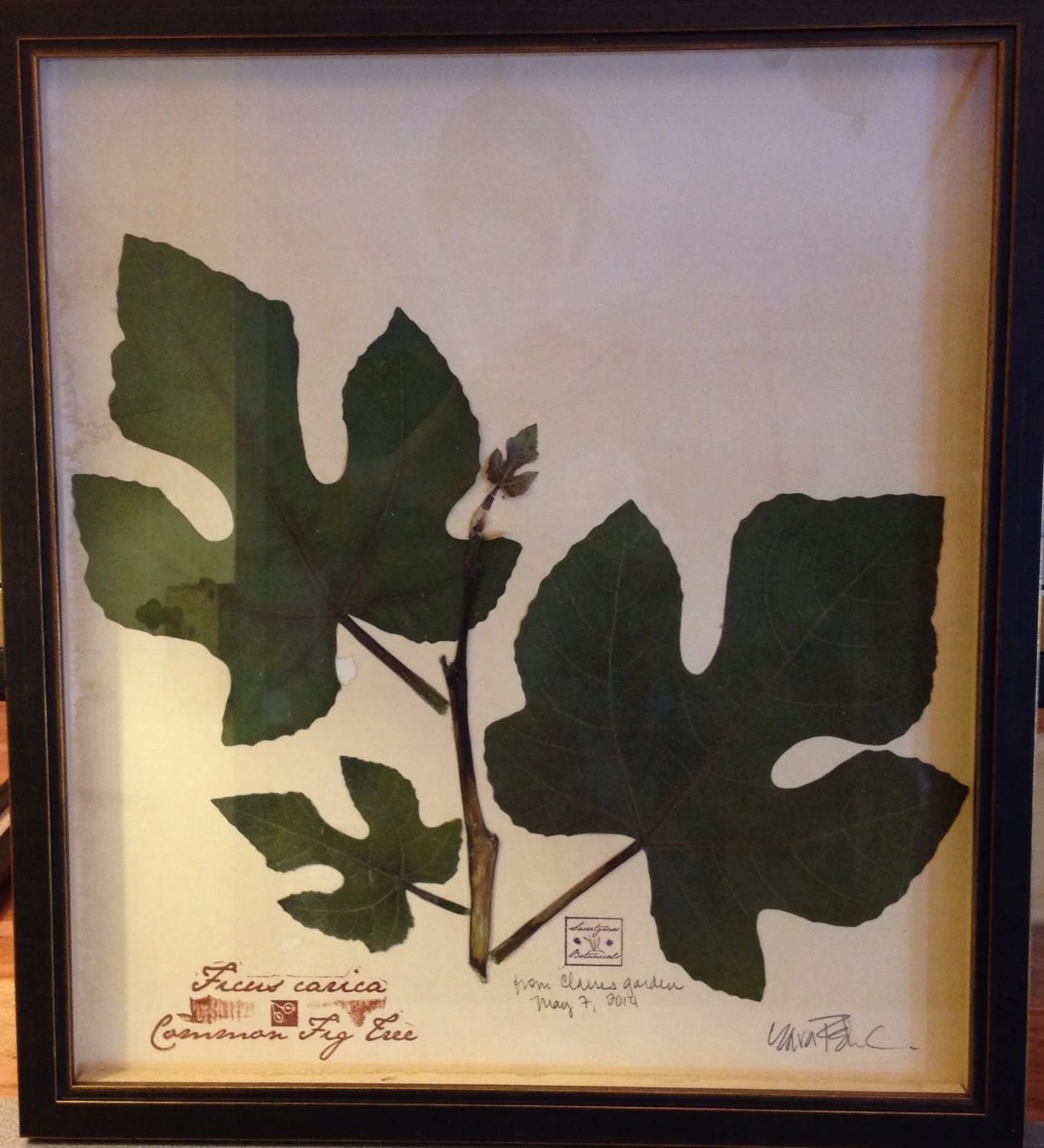 COMMON FIG