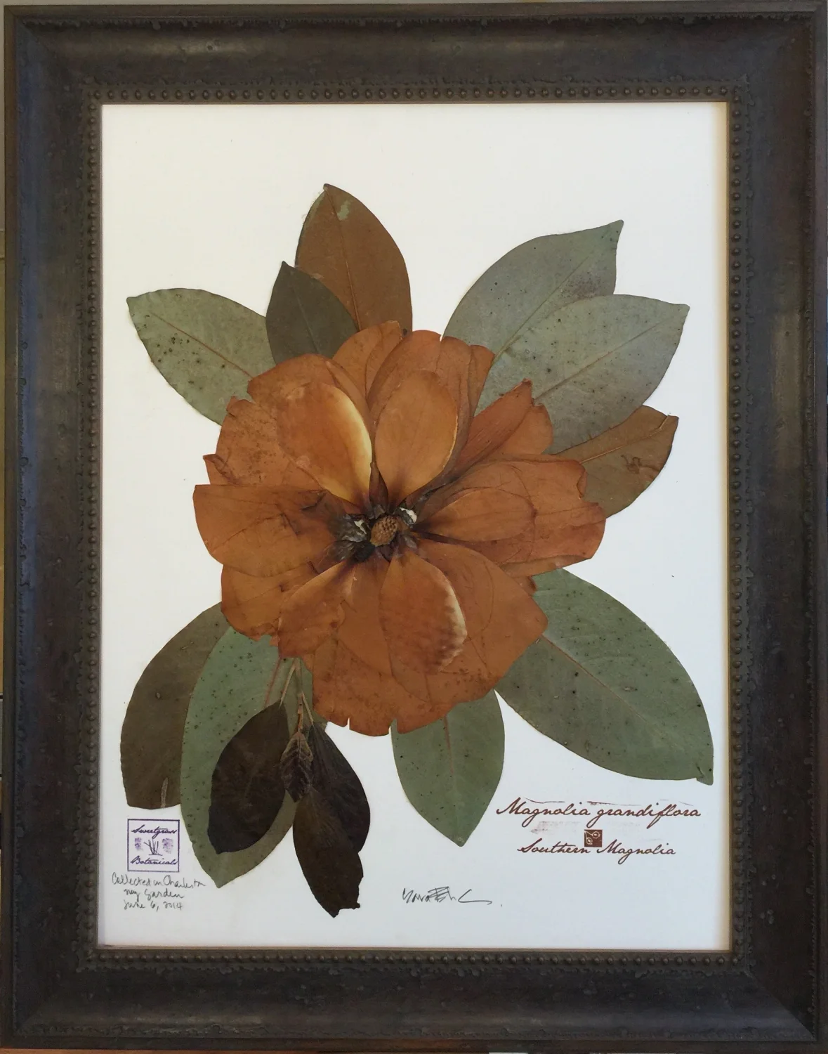 SOUTHERN MAGNOLIA