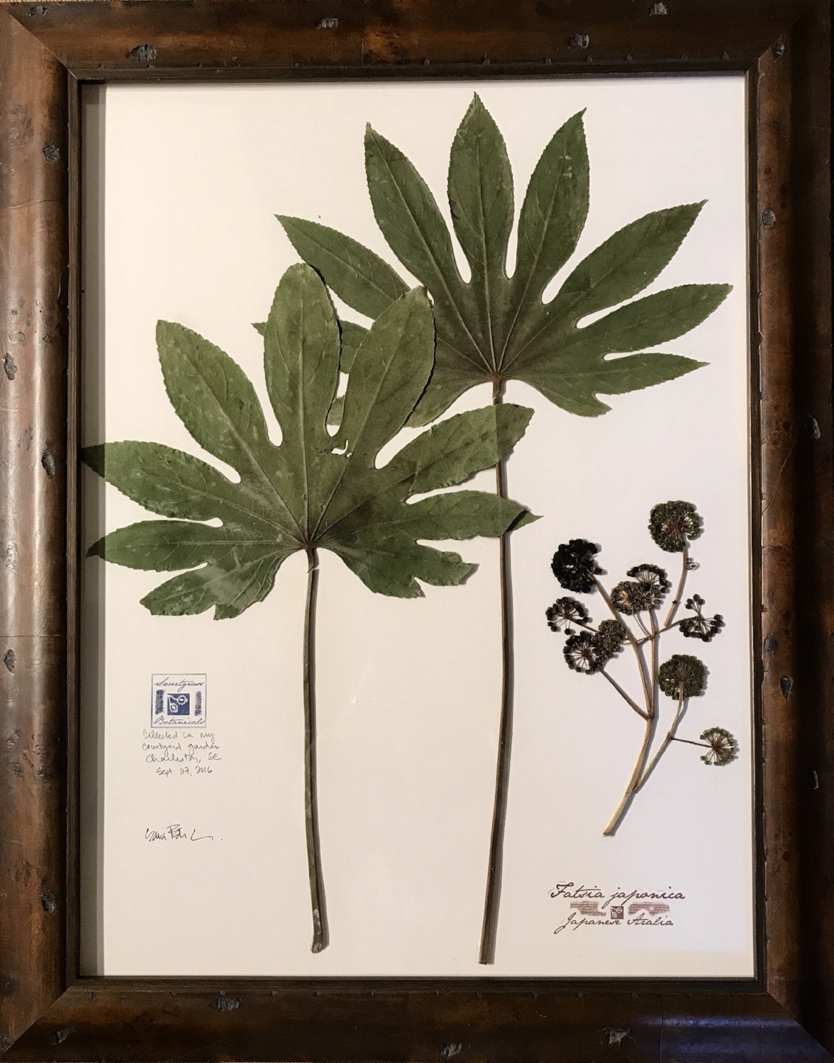 FATSIA WITH SEEDS