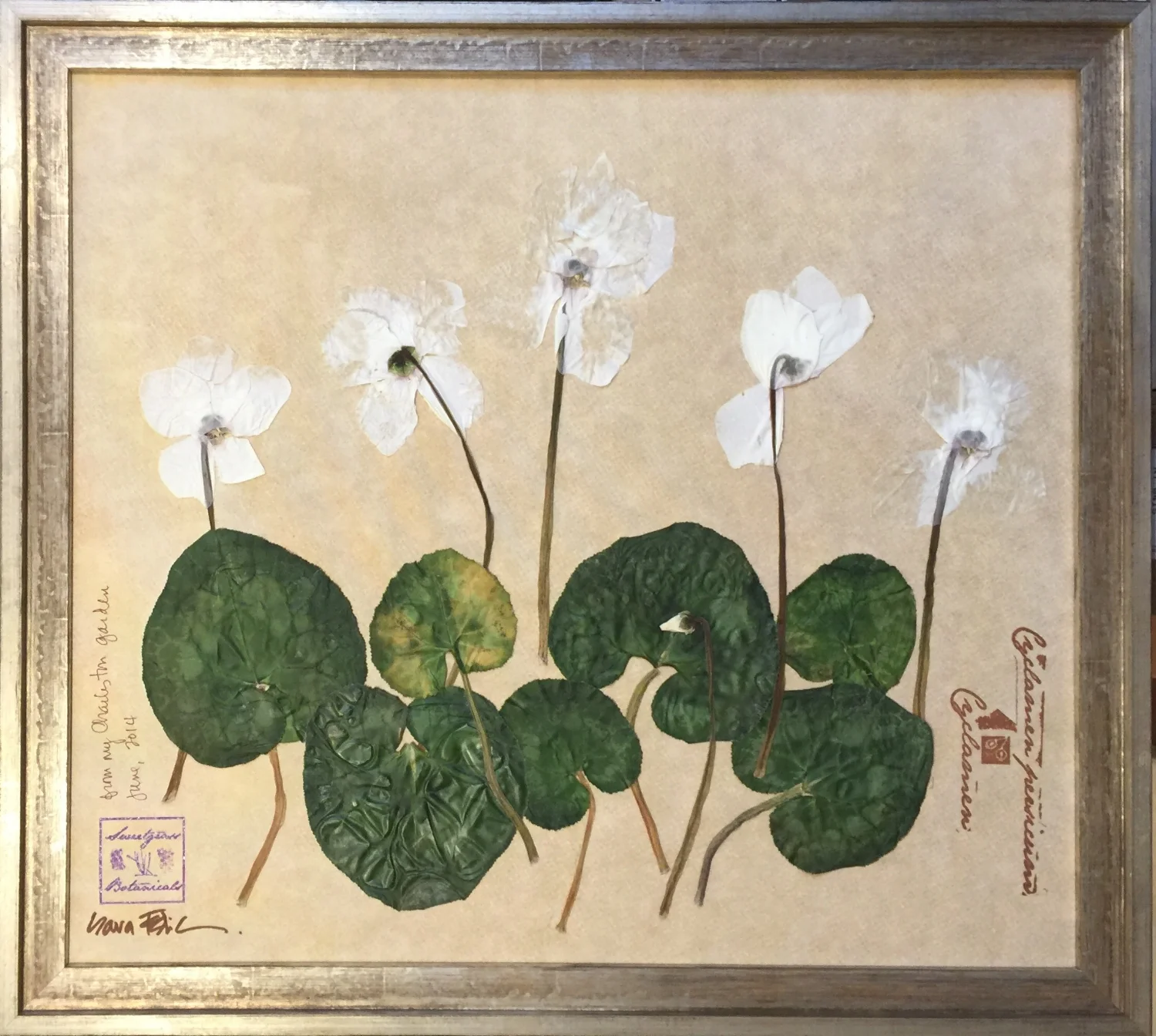 CYCLAMEN