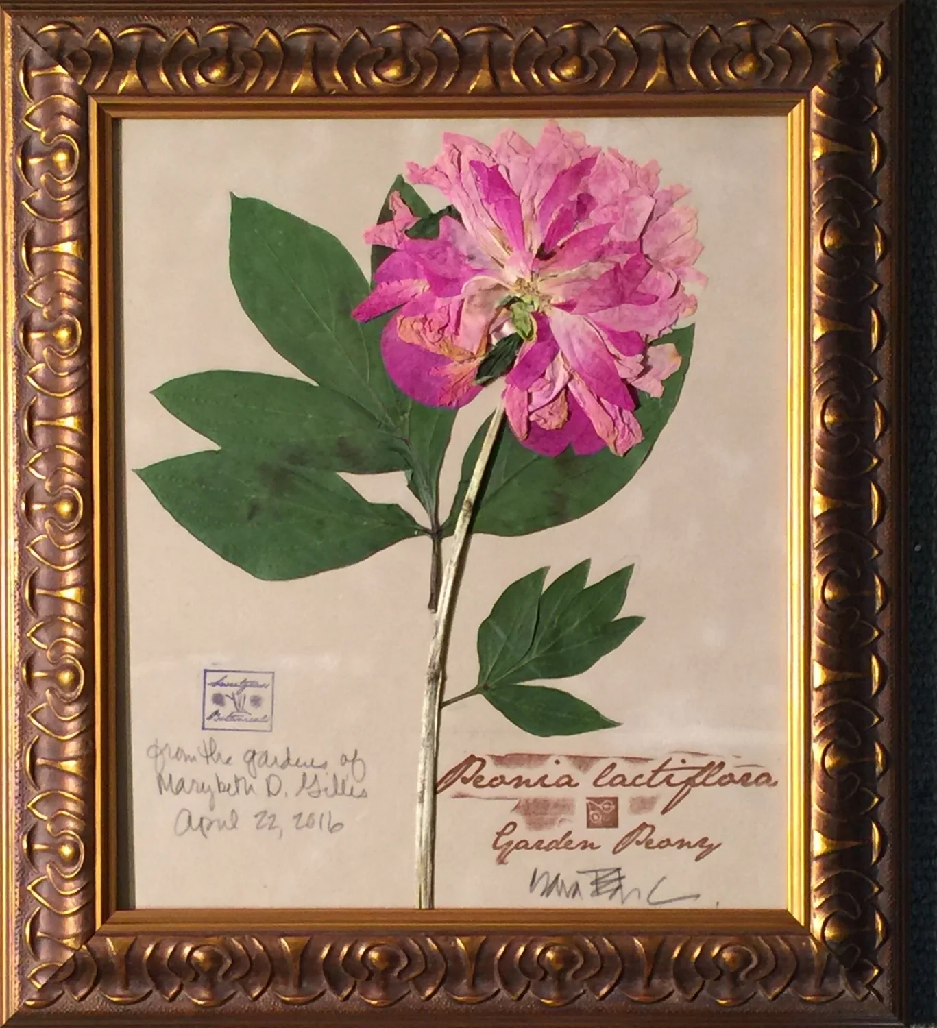 PEONY