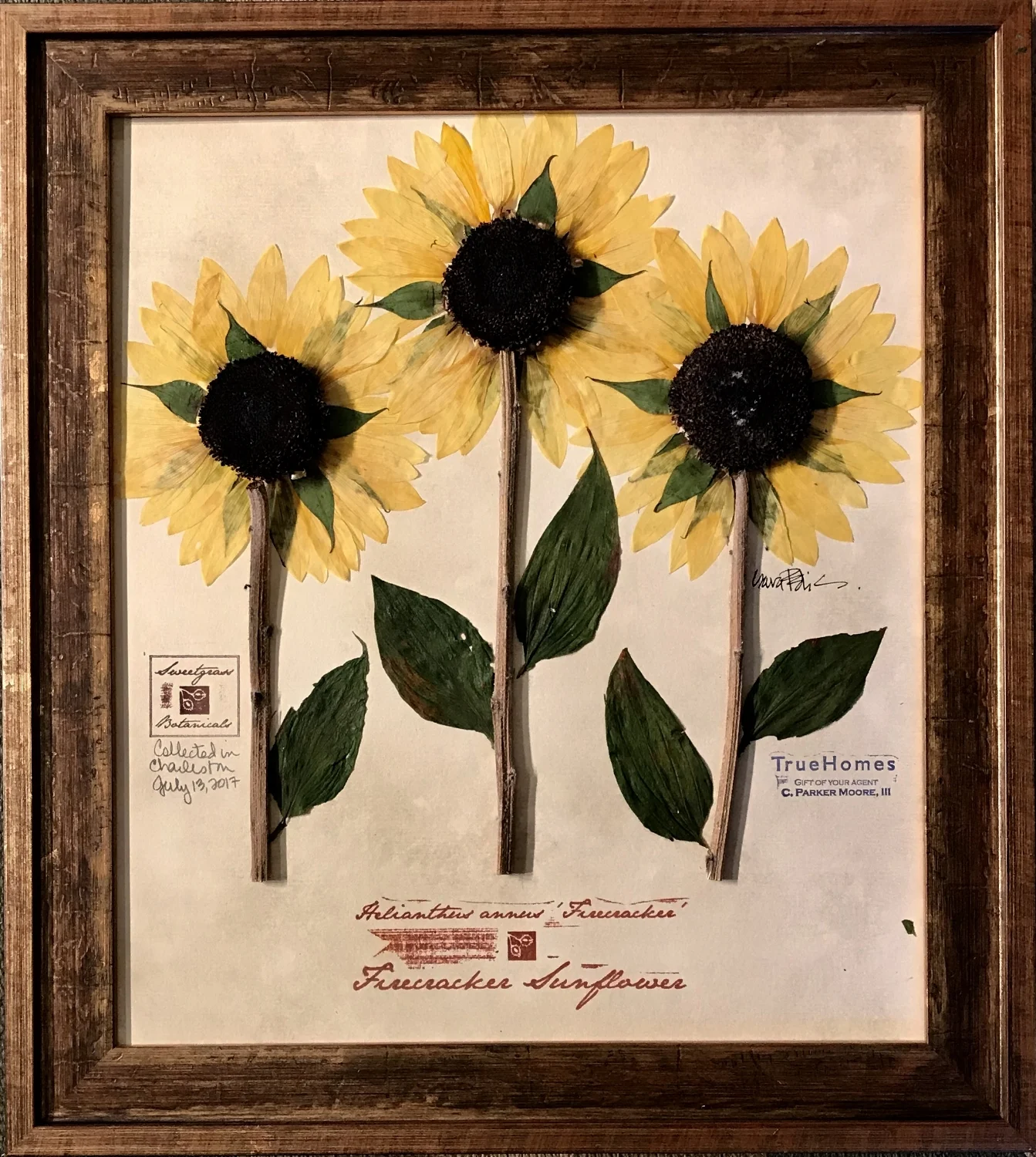SUNFLOWER