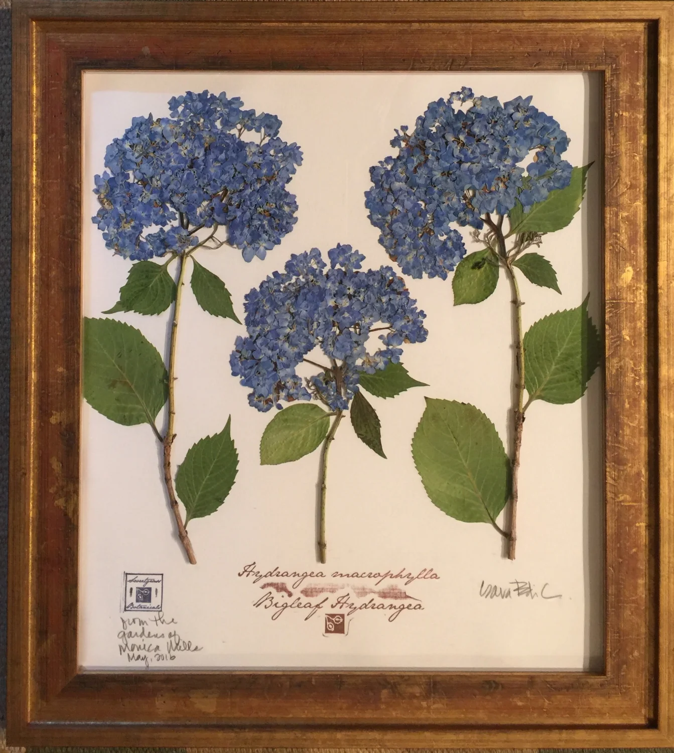 TRIPLE BIGLEAF HYDRANGEA