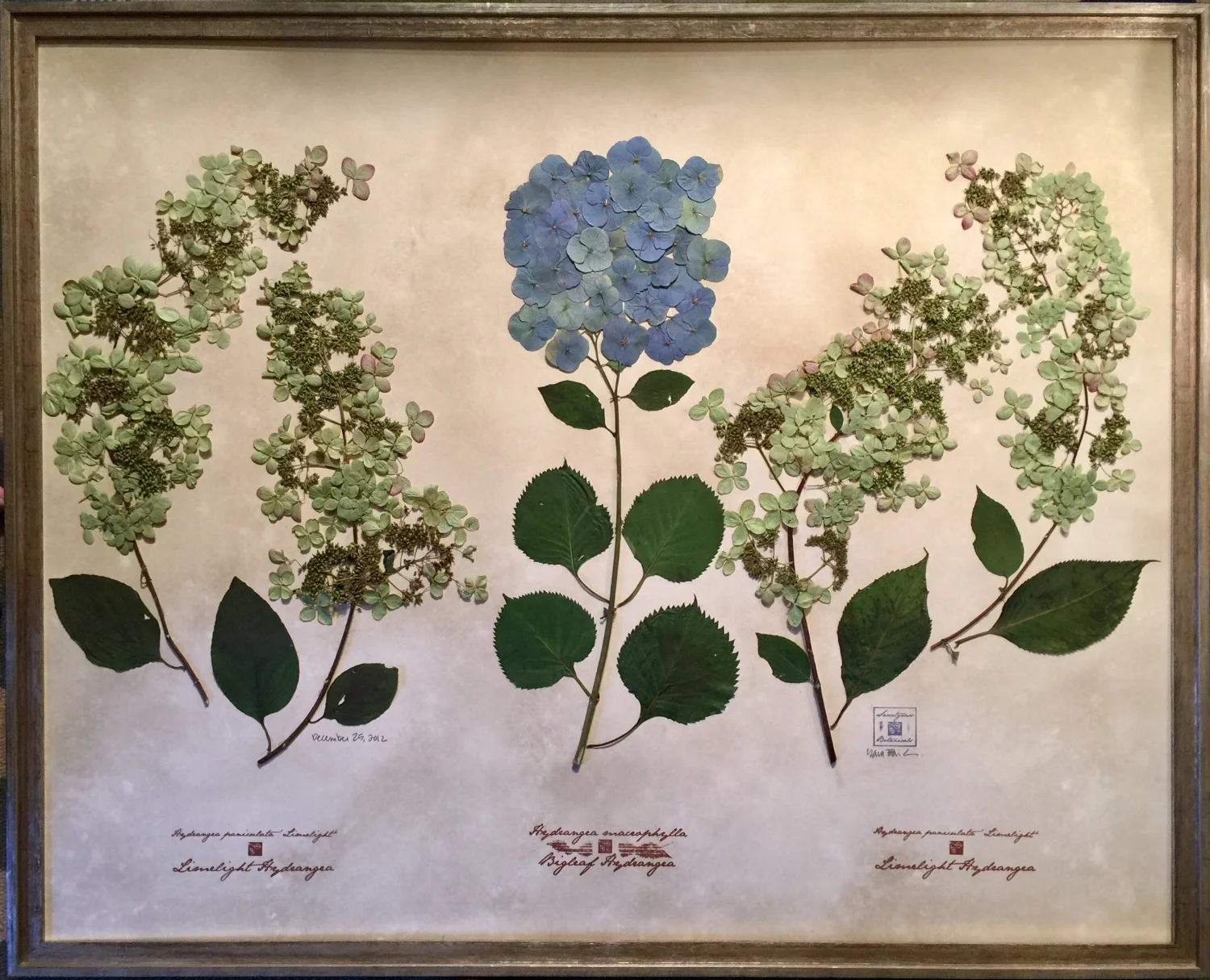 LIMELIGHT & BIGLEAF HYDRANGEA