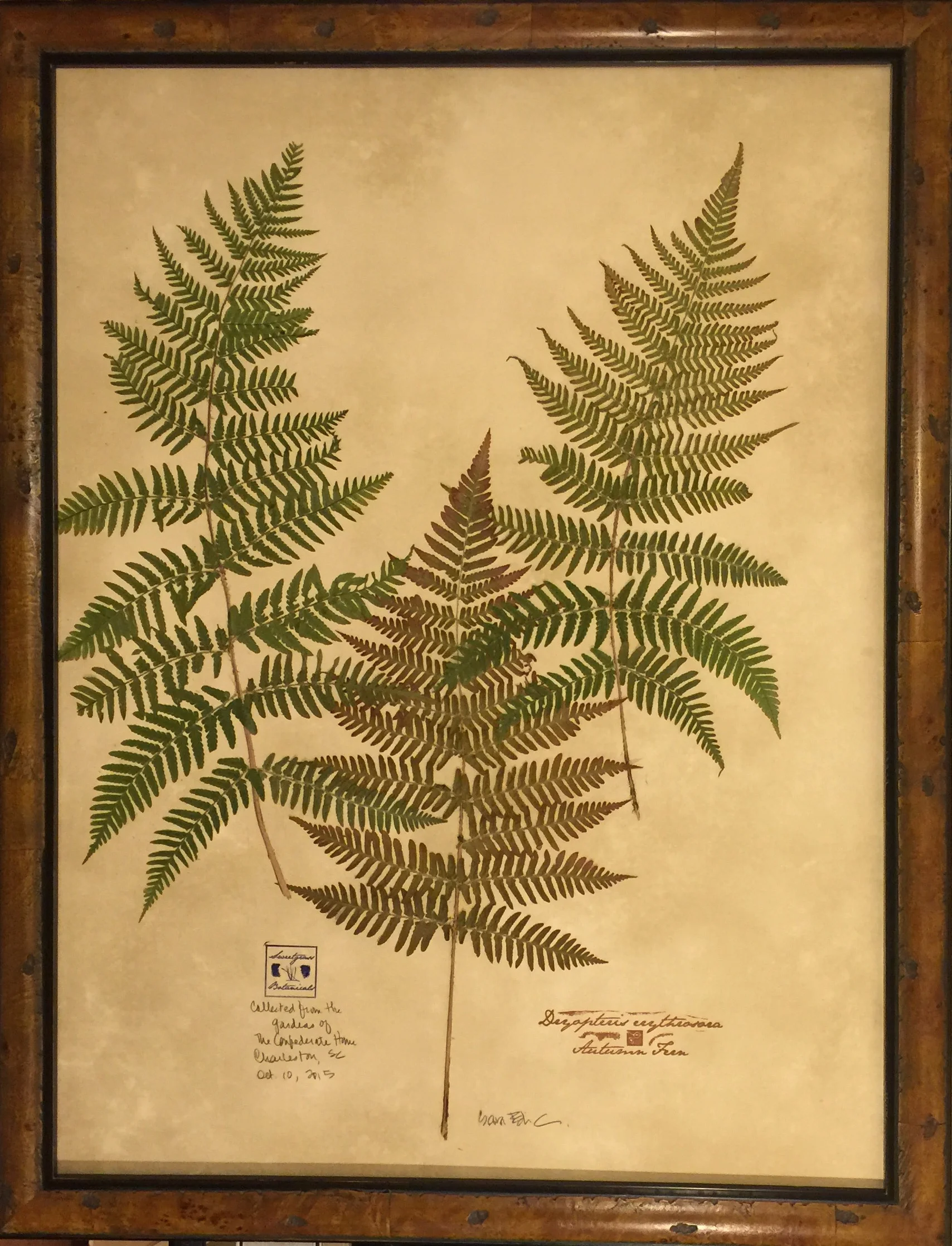 AUTUMN FERN