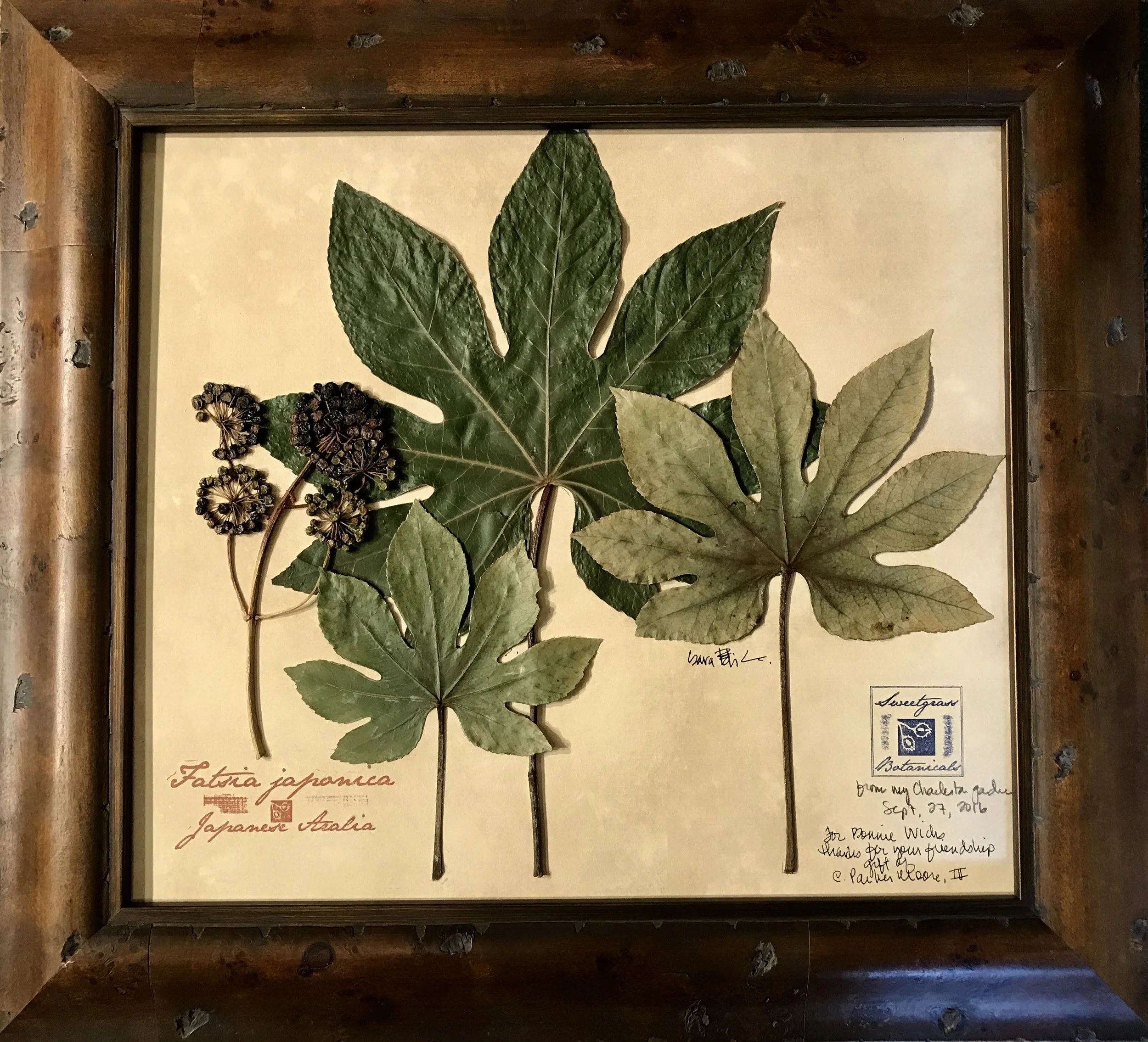 TRIPLE FATSIA WITH SEEDS