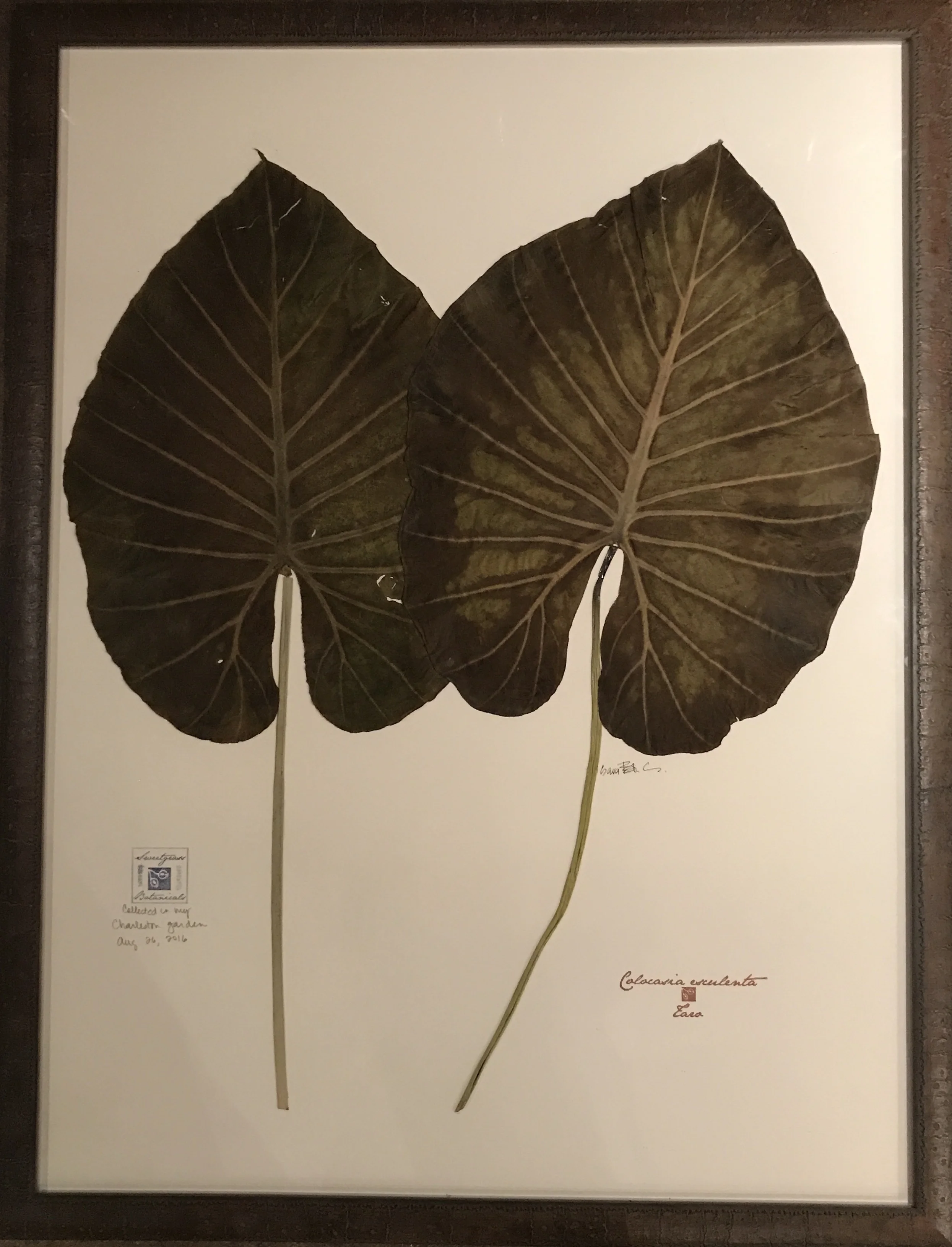 TARO ( or ELEPHANT EARS)