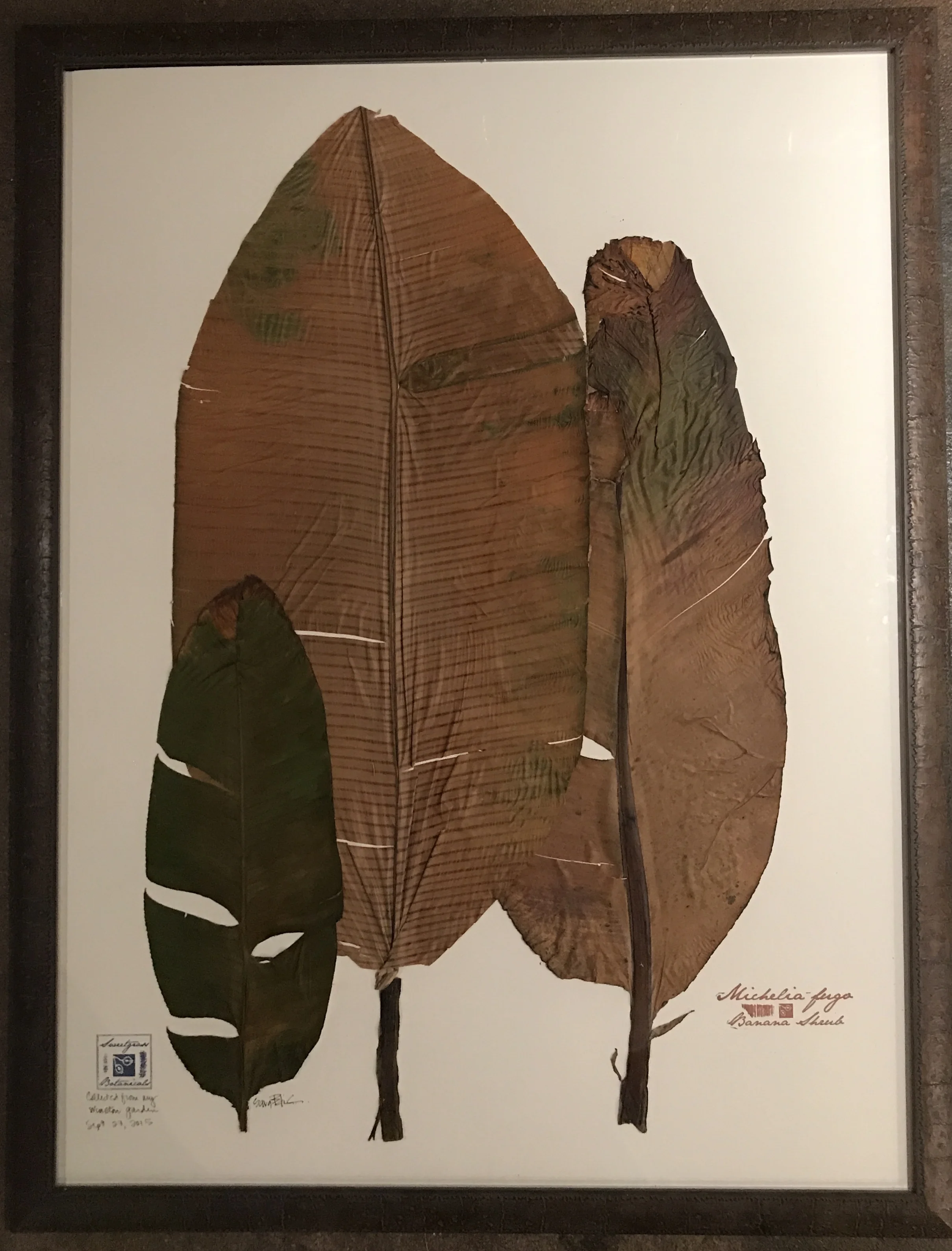 BANANA SHRUB