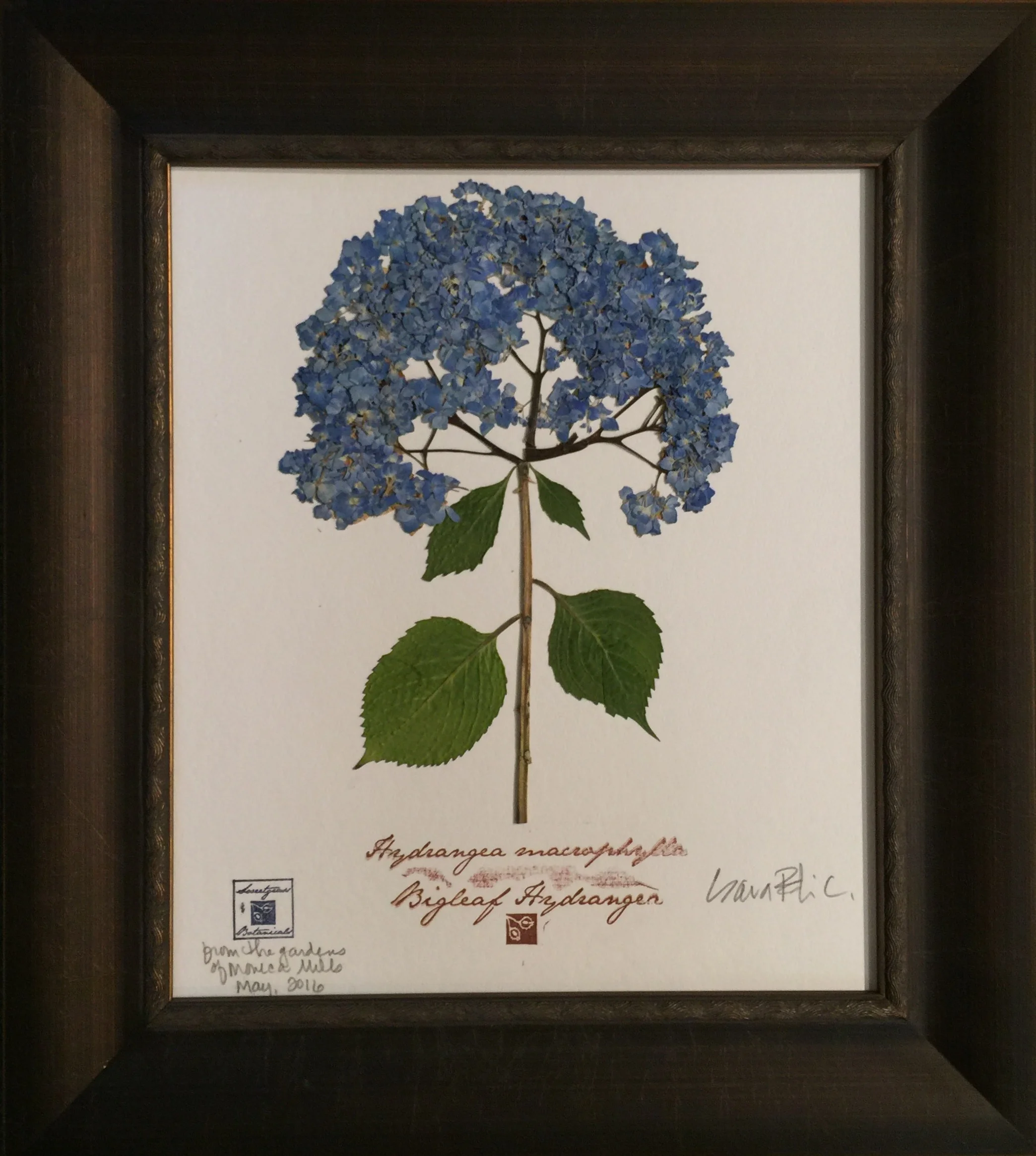 BIGLEAF HYDRANGEA