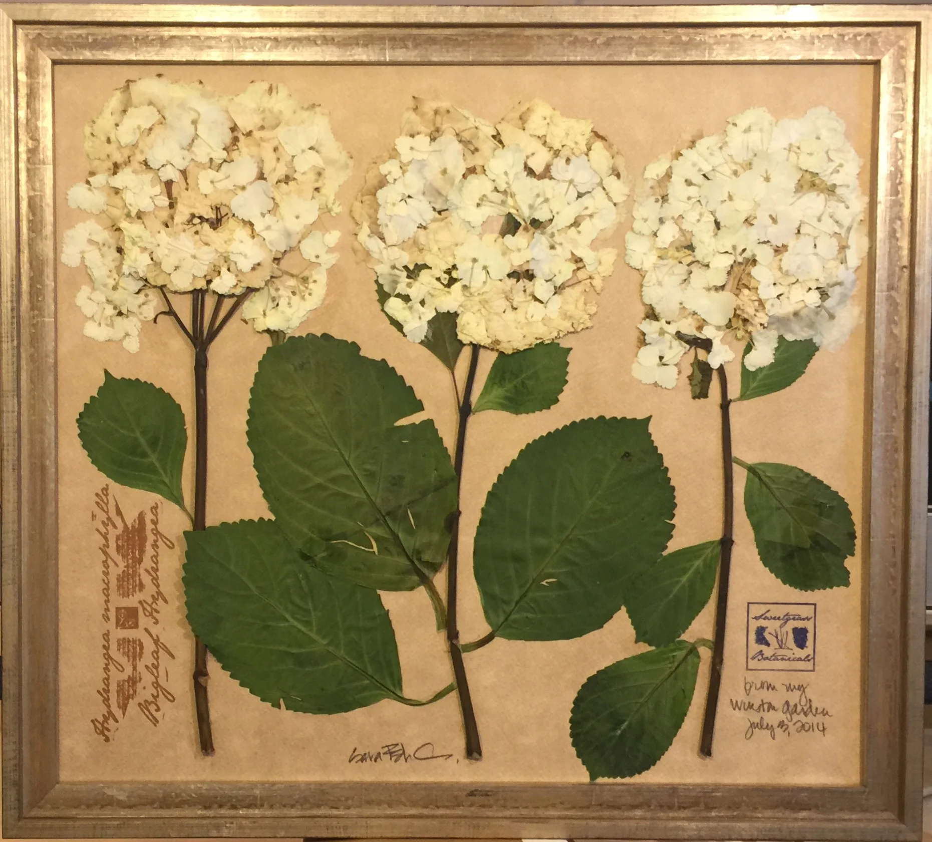 TRIPLE BIGLEAF HYDRANGEA