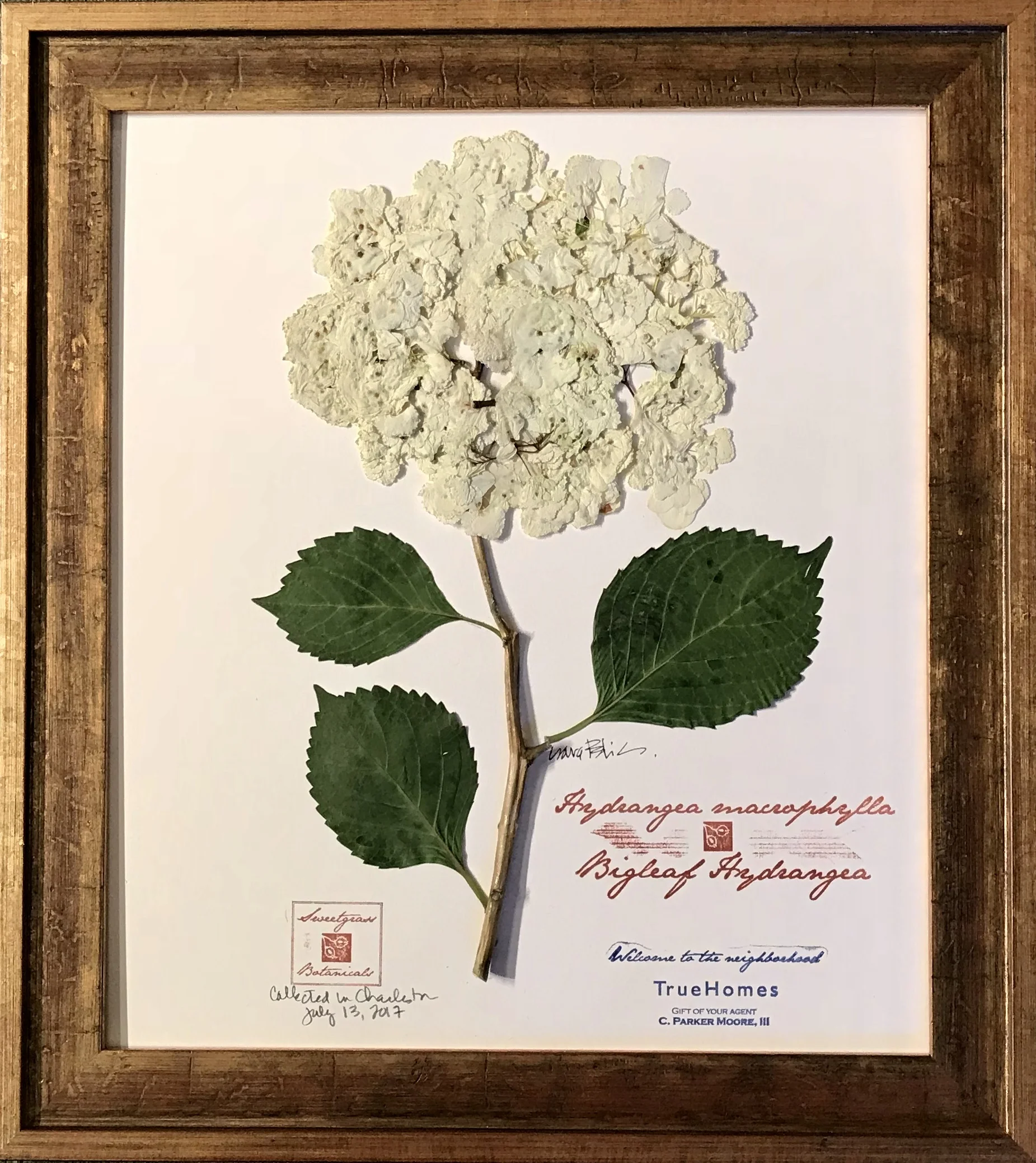 SINGLE BIGLEAF HYDRANGEA