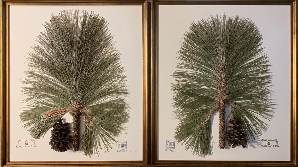 Long Leaf Pine