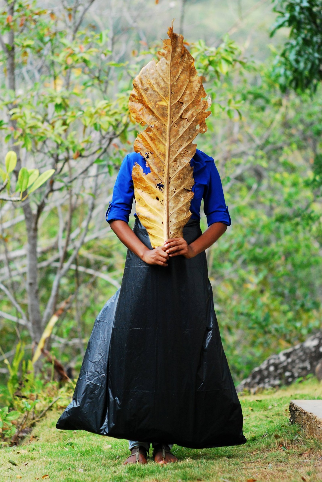 Platanera