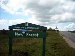 new forest 2.jpeg