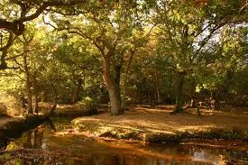 new forest 3.jpeg