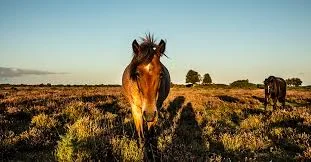 new forest 1.jpeg