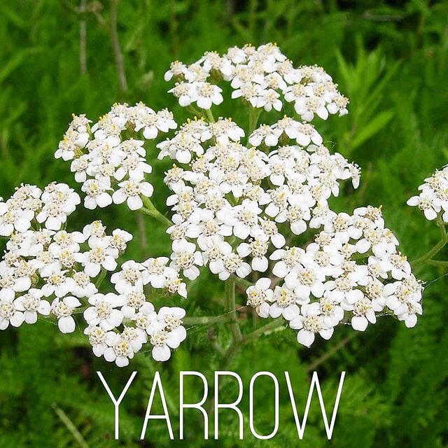 I&rsquo;m introducing another superhero medicinal plant for my second installment of our summer foraging series- the hardy and multi-tasking #YARROW 💪🏽 Yarrow is one of the oldest herbal remedies on earth which speaks to its ability to grow anywher