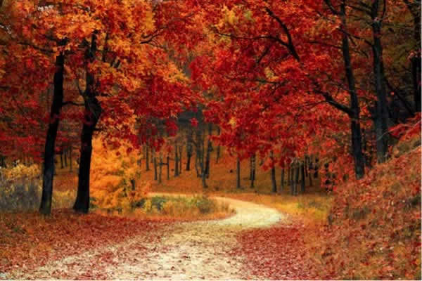 fall.jpg