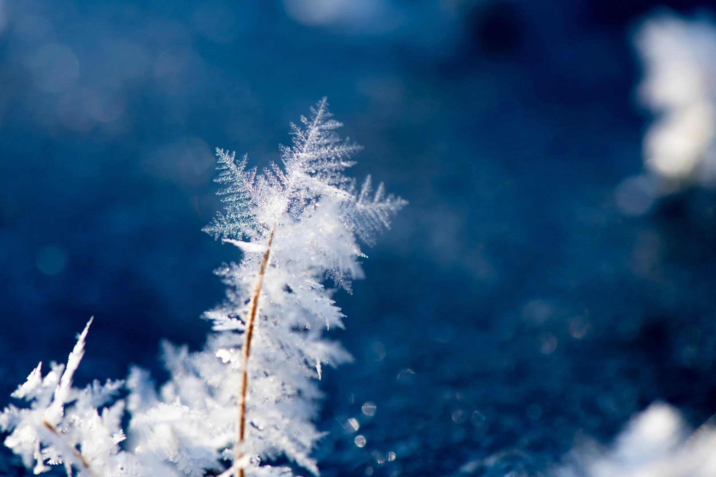 frozen.jpg