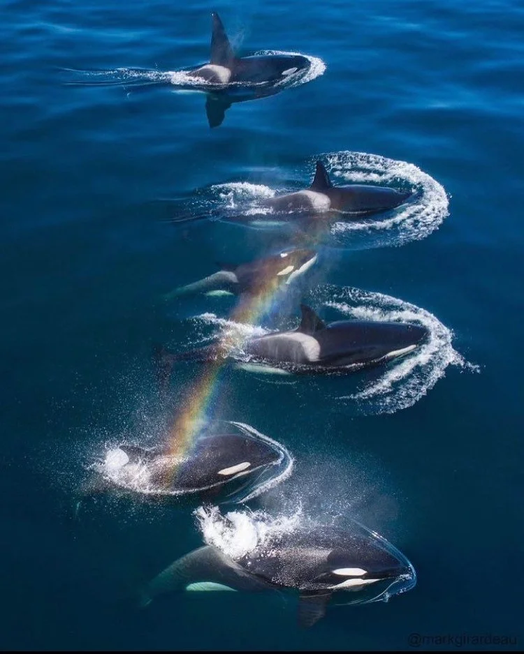Today inside the ⛲️ we will be hearing from the Angelic Whale Ancestors. Also known by some as the &ldquo;White Whales&rdquo; or &ldquo;White Whale Council&rdquo;. (I personally experience them as pearlescent and crystalline. ✨💎✨)
&nbsp;
They will b