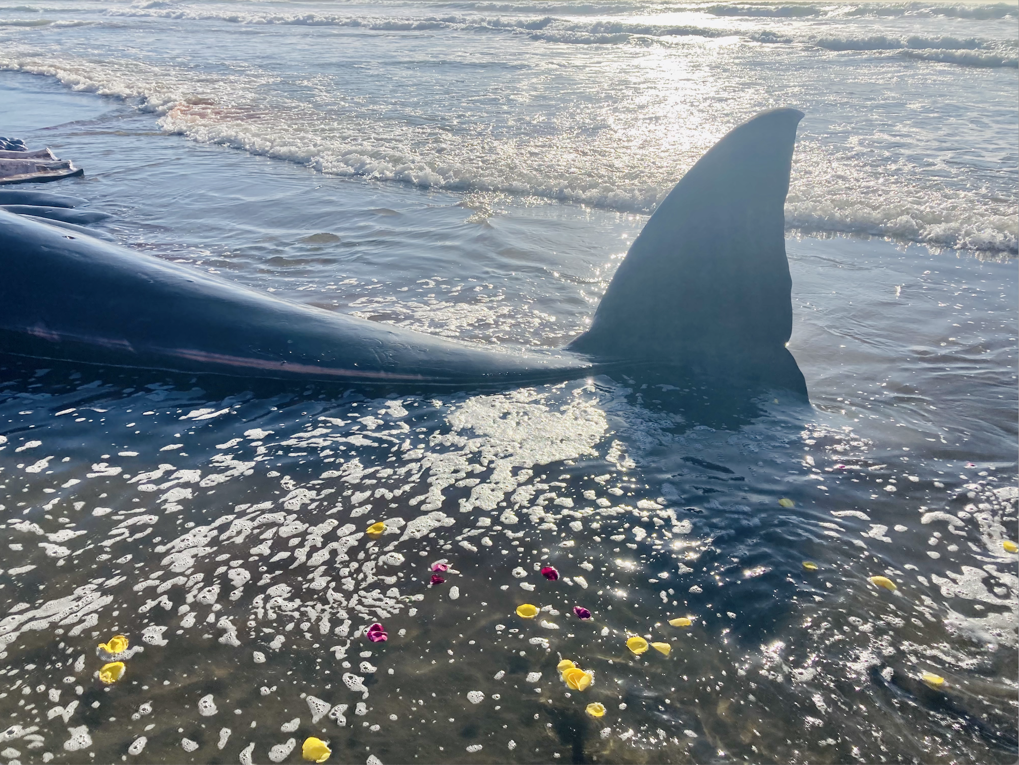 fin whale and roses.png