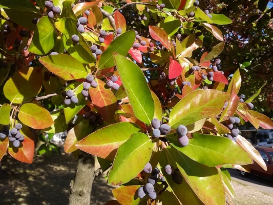 fairoaksfrontyard-berries-cindyfazzipic.jpg